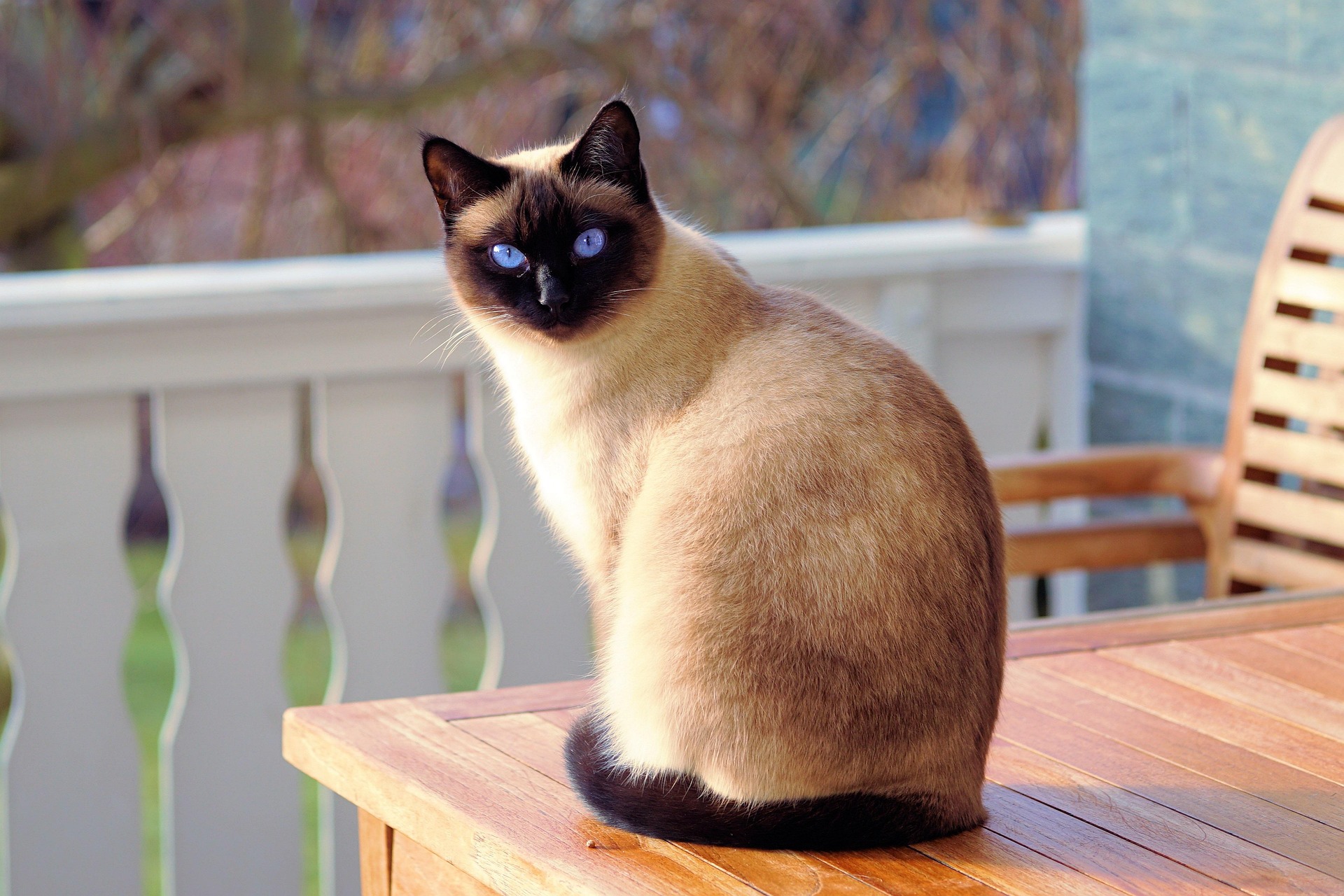 Real Cat