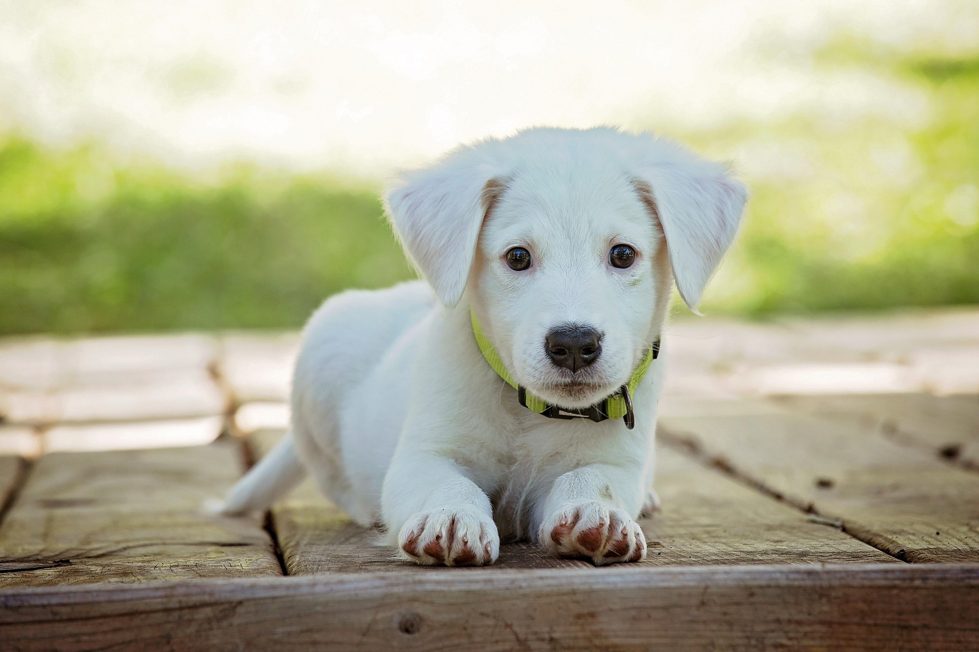 Real Dog